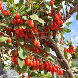 팜모닝 농사, 무엇이든 물어보세요!·참여글 게시글 이미지