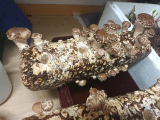 실로암농원님의 자유주제 · 자유게시판 작성글 사진