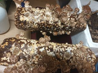 실로암농원님의 자유주제 · 자유게시판 작성글 사진