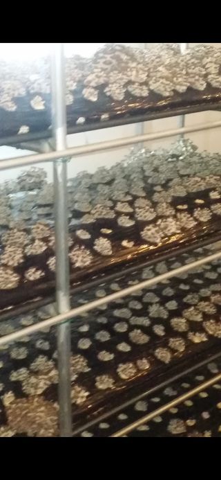 임영택님의 버섯 · 수확 작성글 사진