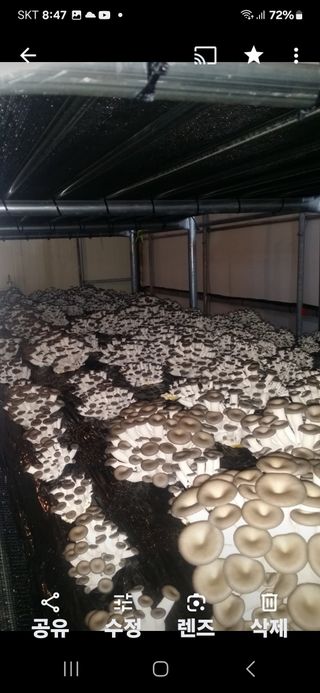 임영택님의 버섯 · 수확 작성글 사진