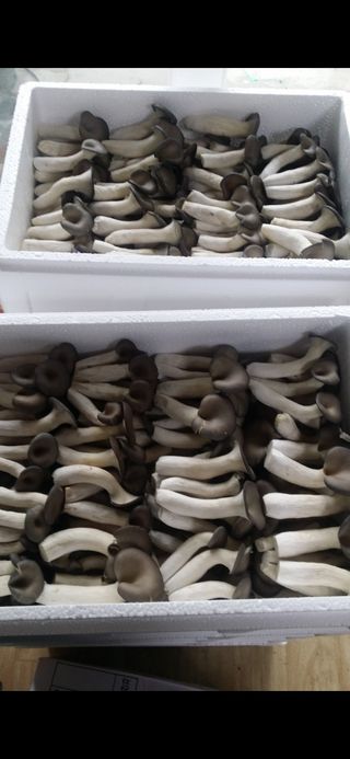 임영택님의 버섯 · 수확 작성글 사진