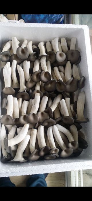 임영택님의 버섯 · 수확 작성글 사진