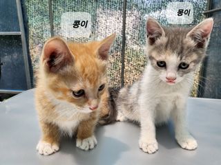 들꽃농장님의 자유주제 · 자유게시판 작성글 사진