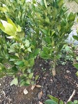 팜모닝 2월 내 작물 자랑하기·참여글 게시글 이미지