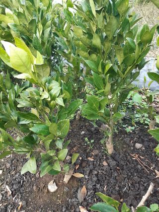 참깨8508님의 2월 내 작물 자랑하기 · 참여글 작성글 사진