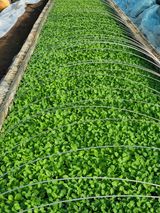 팜모닝 2월 내 작물 자랑하기·참여글 게시글 이미지