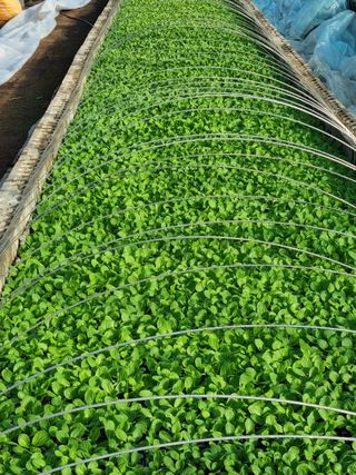 작두콩과.마늘만남님의 2월 내 작물 자랑하기 · 참여글 작성글 사진