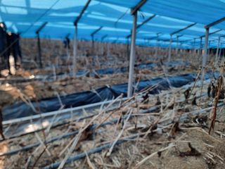 심상진님의 2월 내 작물 자랑하기 · 참여글 작성글 사진