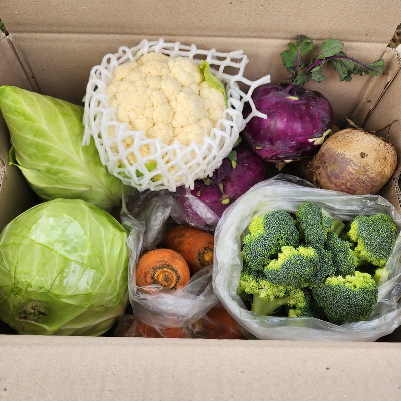 장터 상품 [제주 겨울 채소꾸러미] 썸네일