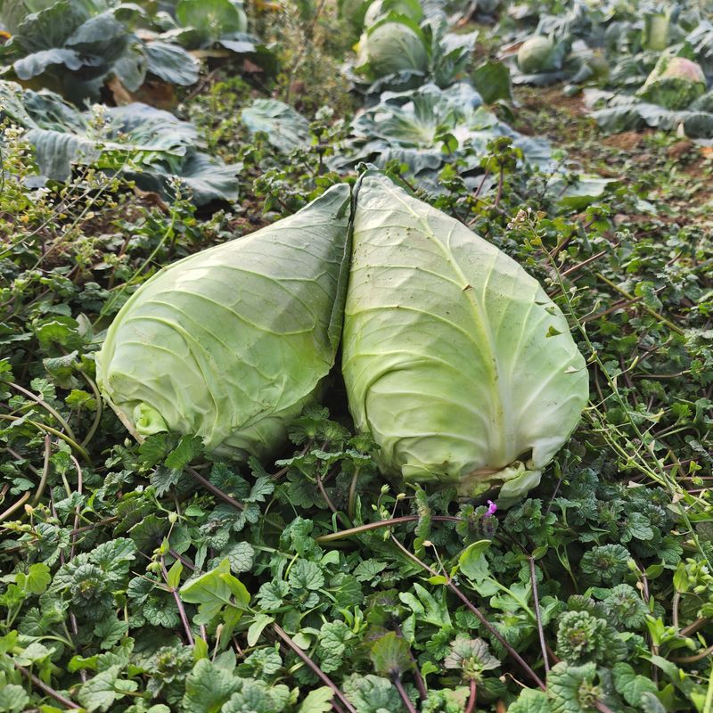 제주부자팜님의 장터 판매 상품 [제주 겨울 채소꾸러미] 첨부 사진