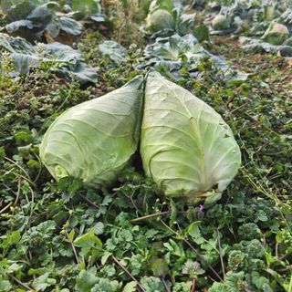 제주부자팜님의 작성글 사진