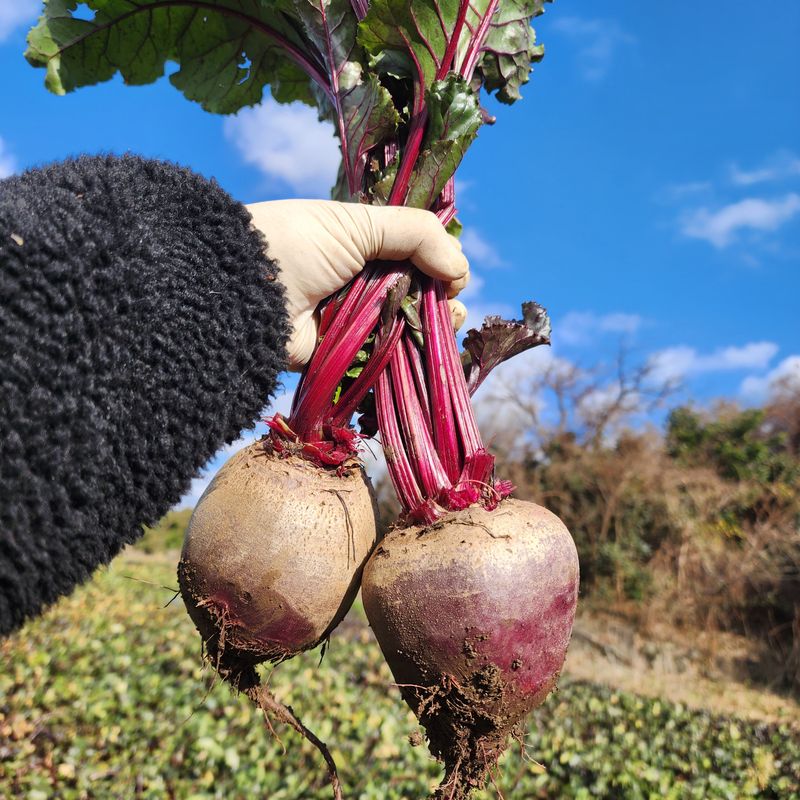 제주부자팜님의 장터 판매 상품 [제주 겨울 채소꾸러미] 첨부 사진