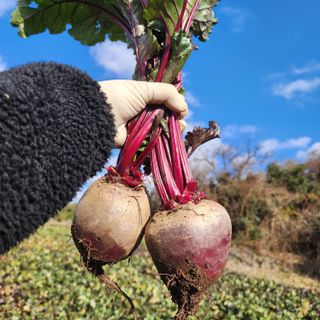 제주부자팜님의 작성글 사진