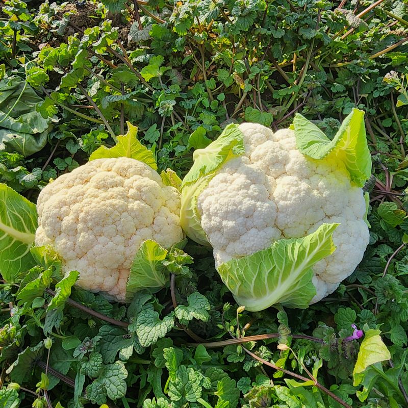제주부자팜님의 장터 판매 상품 [제주 겨울 채소꾸러미] 첨부 사진