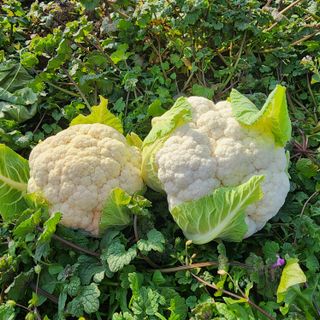 제주부자팜님의 작성글 사진