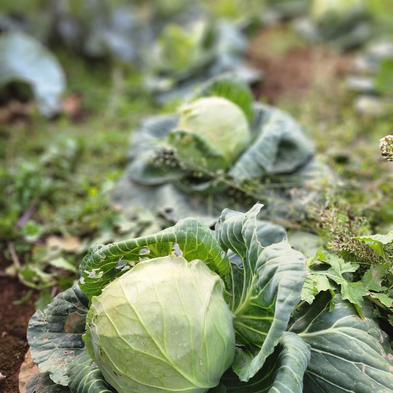 제주부자팜님의 장터 판매 상품 [제주 겨울 채소꾸러미] 첨부 사진