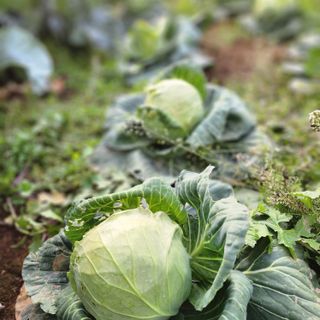 제주부자팜님의 작성글 사진