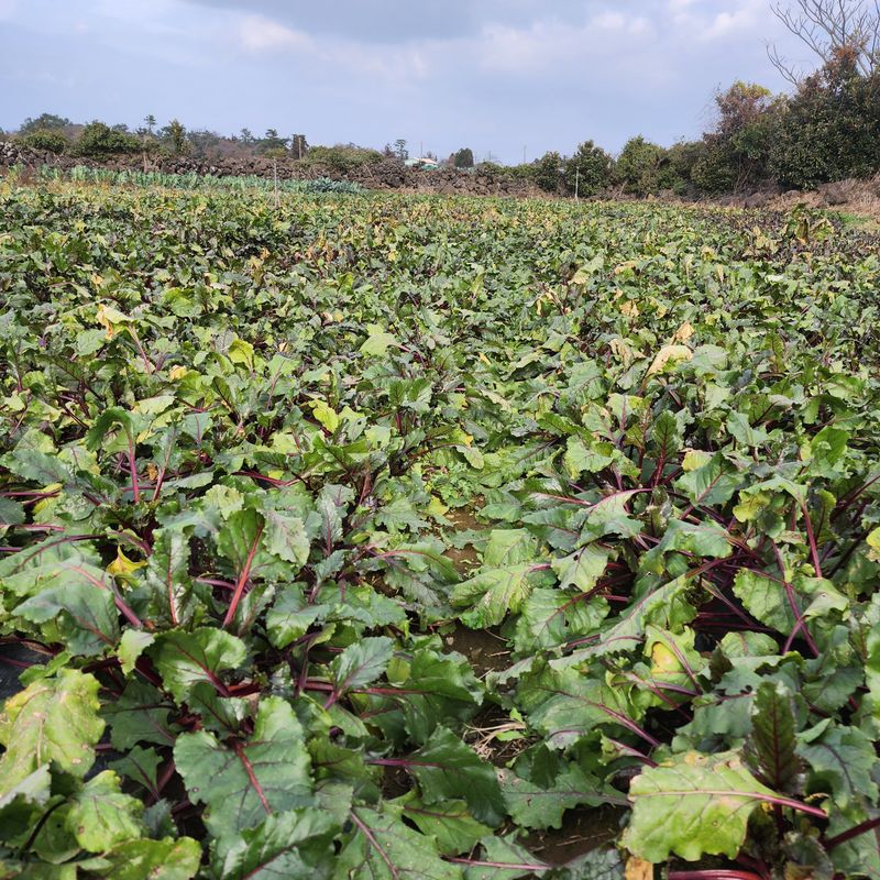 제주부자팜님의 장터 판매 상품 [제주 겨울 채소꾸러미] 첨부 사진