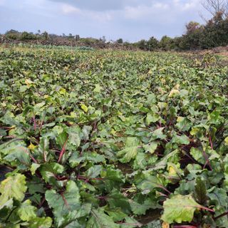 제주부자팜님의 작성글 사진