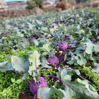 제주부자팜님의 작성글 사진