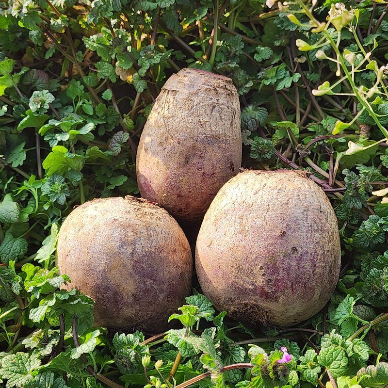 제주부자팜님의 장터 판매 상품 [제주 겨울 채소꾸러미] 첨부 사진