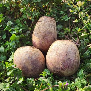 제주부자팜님의 작성글 사진