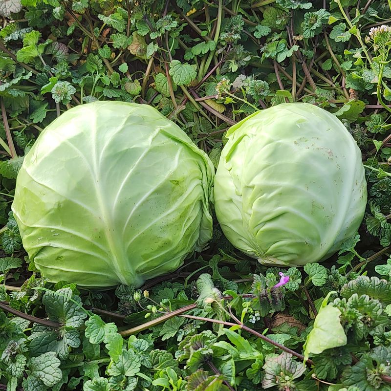 제주부자팜님의 장터 판매 상품 [제주 겨울 채소꾸러미] 첨부 사진