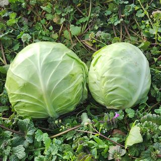 제주부자팜님의 작성글 사진