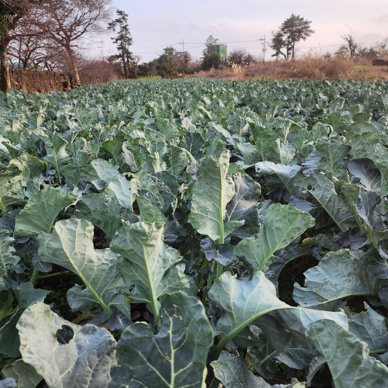 제주부자팜님의 장터 판매 상품 [제주 겨울 채소꾸러미] 첨부 사진