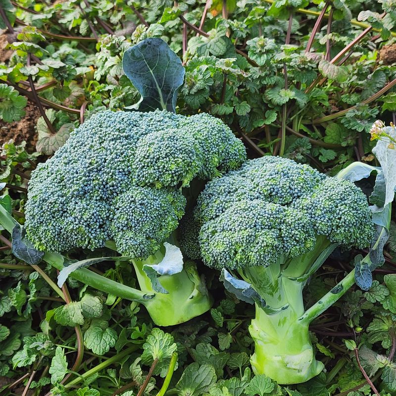 제주부자팜님의 장터 판매 상품 [제주 겨울 채소꾸러미] 첨부 사진