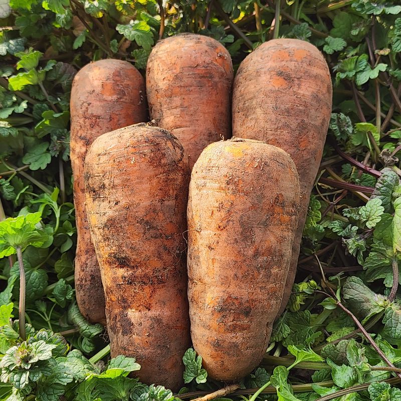 제주부자팜님의 장터 판매 상품 [제주 겨울 채소꾸러미] 첨부 사진