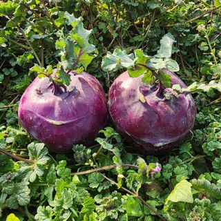 제주부자팜님의 작성글 사진