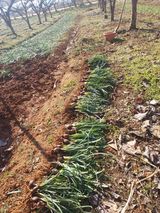 팜모닝 기타작물·자유게시판 게시글 이미지