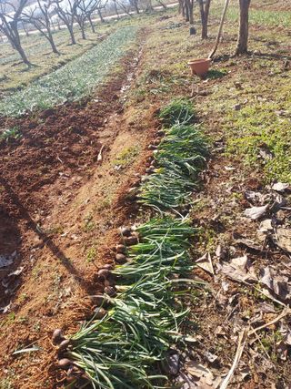 자두20651님의 기타작물 · 자유게시판 작성글 사진