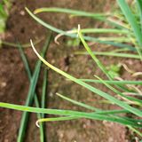 팜모닝 파·병해충상담 게시글 이미지