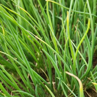 이승연님의 파 · 병해충상담 작성글 사진