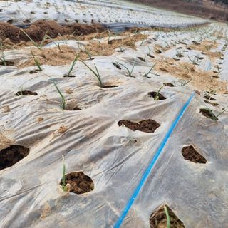 농업드론방제(전북)님의 양파 · 병해충상담 작성글 사진