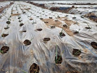 농업드론방제(전북)님의 양파 · 병해충상담 작성글 사진