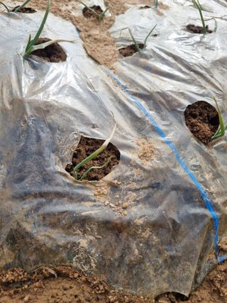 농업드론방제(전북)님의 양파 · 병해충상담 작성글 사진