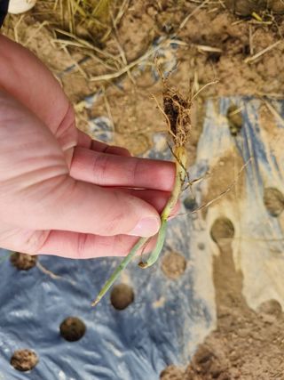 농업드론방제(전북)님의 양파 · 병해충상담 작성글 사진