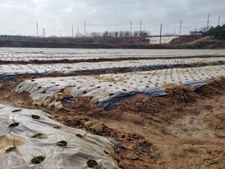 농업드론방제(전북)님의 양파 · 병해충상담 작성글 사진