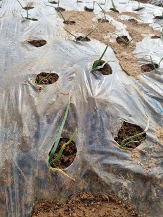 농업드론방제(전북)님의 양파 · 병해충상담 작성글 사진