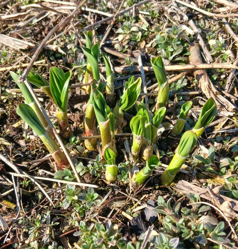 황덕순 님의 장터 판매 상품 [명이나물(산마늘)모종 판매] 첨부 사진