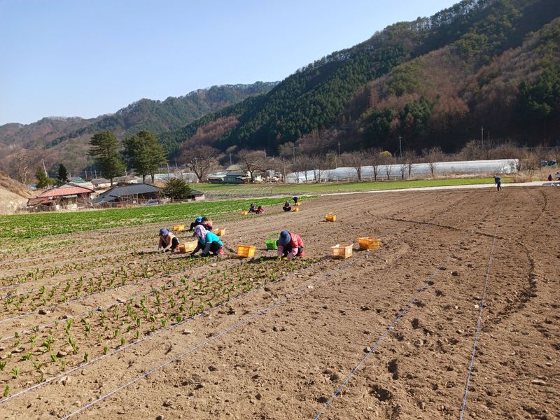 황덕순 님의 장터 판매 상품 [명이나물(산마늘)모종 판매] 첨부 사진