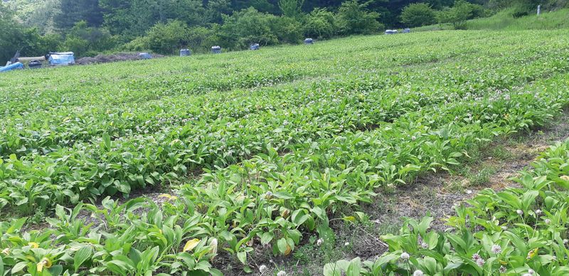황덕순 님의 장터 판매 상품 [명이나물(산마늘)모종 판매] 첨부 사진