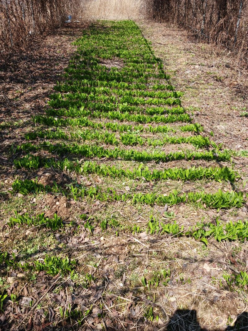 황덕순 님의 장터 판매 상품 [명이나물(산마늘)모종 판매] 첨부 사진