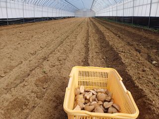 고영호님의 감자 · 자유게시판 작성글 사진