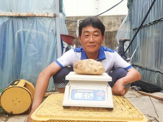 고영호님의 감자 · 자유게시판 작성글 사진