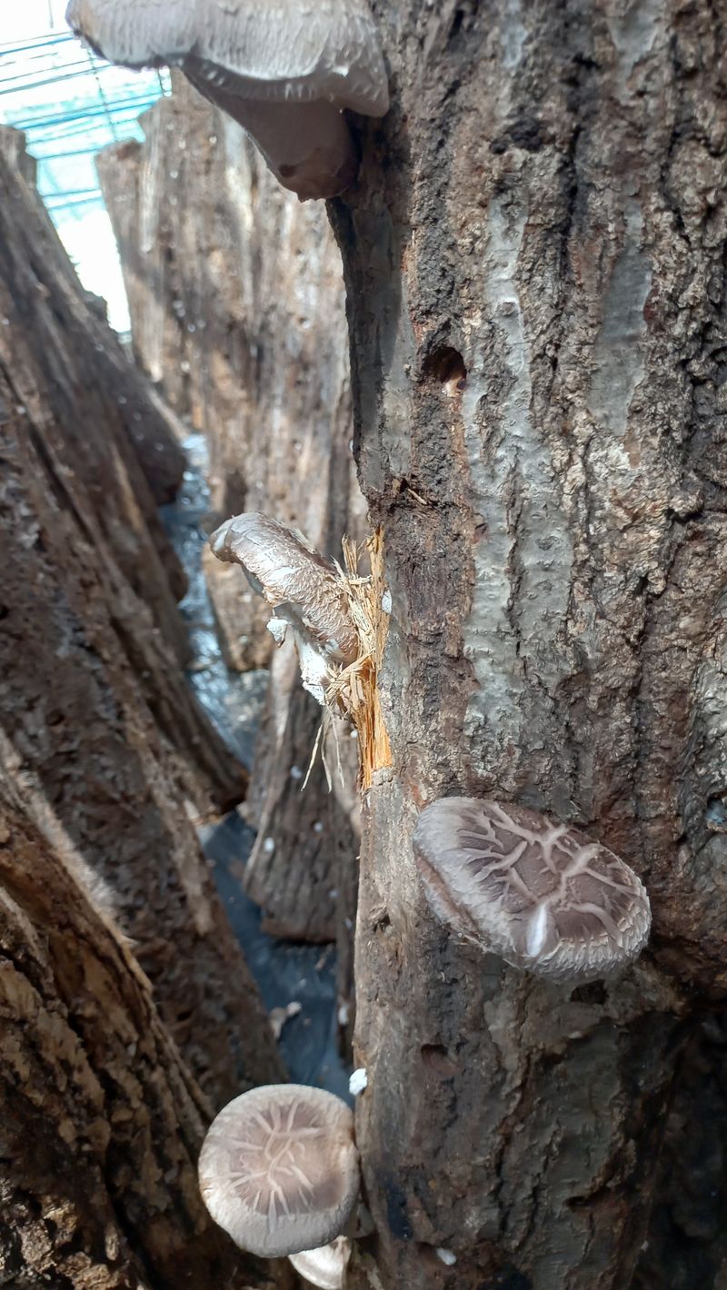 장터 상품 [참나무표고버섯 1,kg,20000원] 썸네일